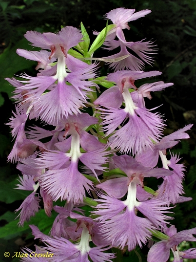 {Platanthera grandiflora}
